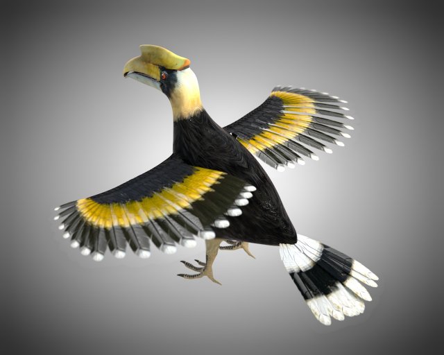 horn bill pbr bird rigged low poly 3D 모델 .c4d .max .obj .3ds .fbx .stl .blend 