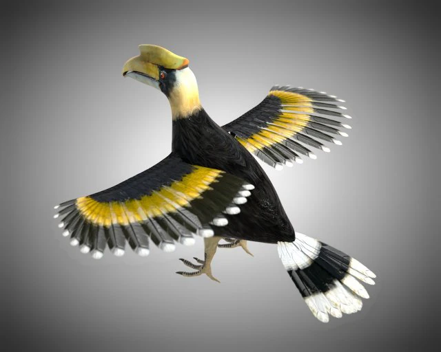 horn bill pbr bird rigged low poly 3D Model .c4d .max .obj .3ds .fbx .stl .blend 