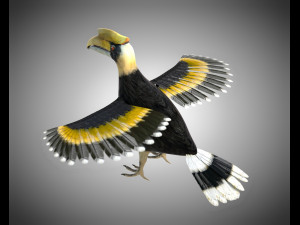 horn bill pbr bird rigged low poly 3D Model
