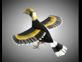 Horn Bill PBR Bird Rigged Low poly 3D Model