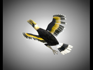 horn bill pbr bird rigged low poly 3D 모델