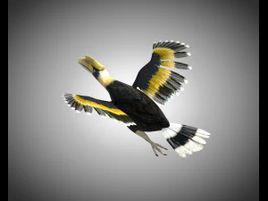 horn bill pbr bird rigged low poly 3D Model