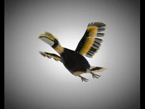 horn bill pbr bird rigged low poly 3D Model