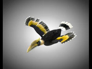 horn bill pbr bird rigged low poly 3D Model