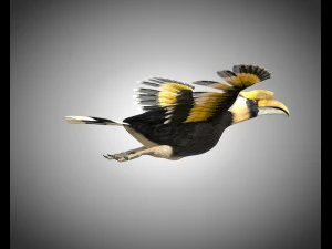 horn bill pbr bird rigged low poly 3D Model