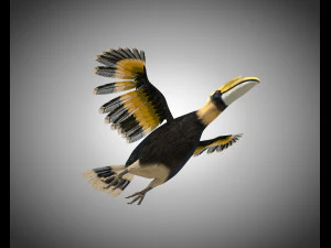 horn bill pbr bird rigged low poly 3D Model