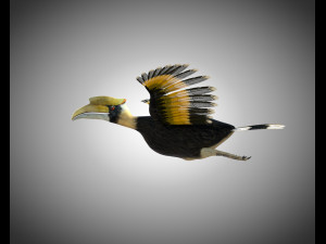 horn bill pbr bird rigged low poly 3D 모델