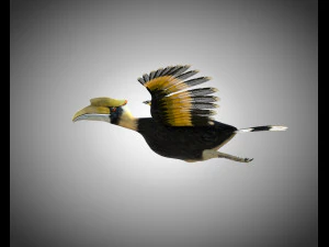 horn bill pbr bird rigged low poly 3D Model