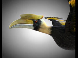 horn bill pbr bird rigged low poly 3D Model