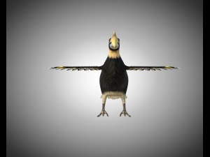 horn bill pbr bird rigged low poly 3D 모델