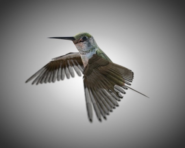humming bird pbr rigged low poly 3D 模型 .c4d .max .obj .3ds .fbx .stl .blend 