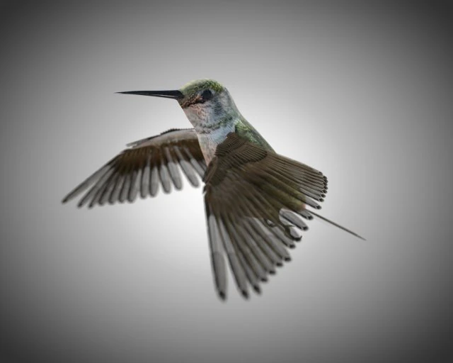 humming bird pbr rigged low poly 3D Model .c4d .max .obj .3ds .fbx .stl .blend