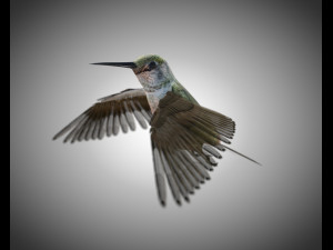 humming bird pbr rigged low poly 3D Model