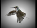 Humming Bird PBR Rigged Low poly 3D Model