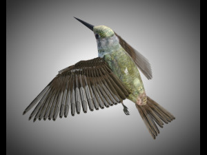humming bird pbr rigged low poly 3D 模型