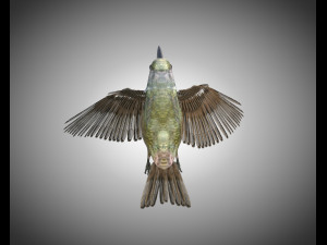 humming bird pbr rigged low poly 3D 模型