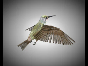 humming bird pbr rigged low poly 3D Model