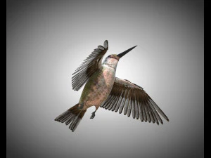 humming bird pbr rigged low poly 3D Model