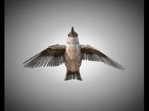 humming bird pbr rigged low poly 3D 模型