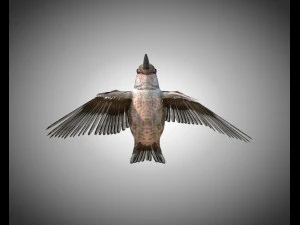 humming bird pbr rigged low poly 3D Model