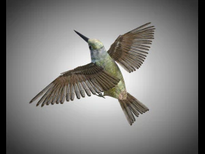 humming bird pbr rigged low poly 3D Model
