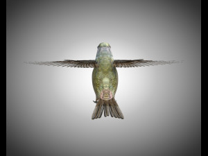 humming bird pbr rigged low poly 3D 模型