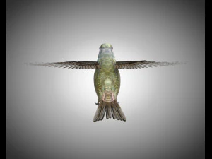 humming bird pbr rigged low poly 3D Model