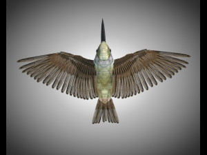 humming bird pbr rigged low poly 3D 模型