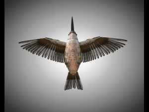 humming bird pbr rigged low poly 3D 模型