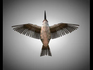 humming bird pbr rigged low poly 3D Model