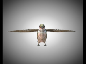 humming bird pbr rigged low poly 3D 模型