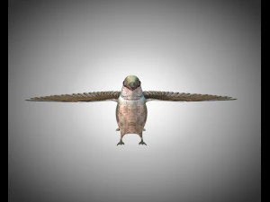humming bird pbr rigged low poly 3D Model