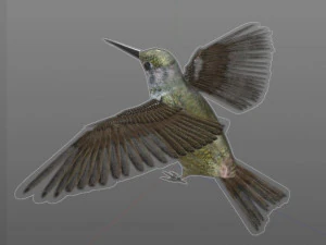 humming bird pbr rigged low poly 3D Model