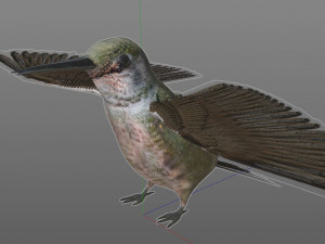 humming bird pbr rigged low poly 3D 模型