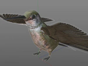 humming bird pbr rigged low poly 3D Model