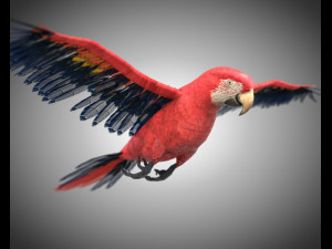 macaw parrot bird pbr rigged low poly Modelo 3D