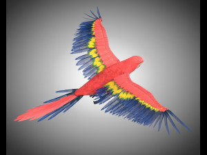 macaw parrot bird pbr rigged low poly Modello 3D
