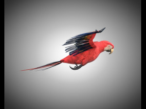 macaw parrot bird pbr rigged low poly Modello 3D