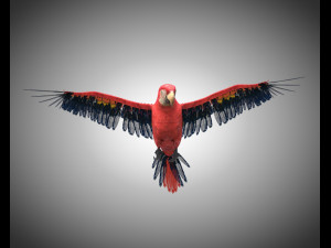 macaw parrot bird pbr rigged low poly Modello 3D