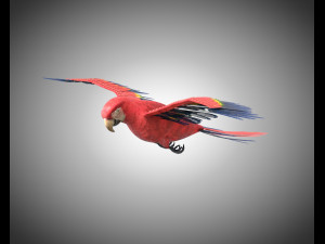 macaw parrot bird pbr rigged low poly Modello 3D