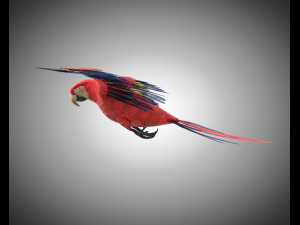macaw parrot bird pbr rigged low poly Modello 3D