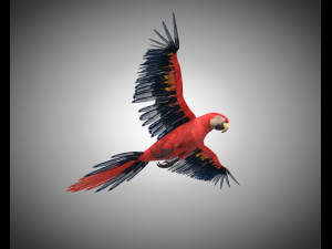 macaw parrot bird pbr rigged low poly Modello 3D