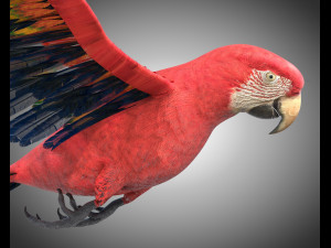 macaw parrot bird pbr rigged low poly Modello 3D
