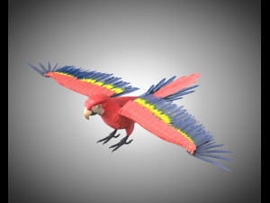 macaw parrot bird pbr rigged low poly Modello 3D