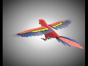 macaw parrot bird pbr rigged low poly Modello 3D