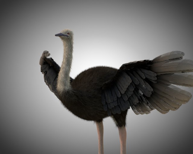 ostrich bird pbr rigged low poly Modèle 3D .c4d .max .obj .3ds .fbx .stl .blend 