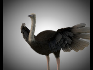 ostrich bird pbr rigged low poly 3D Model