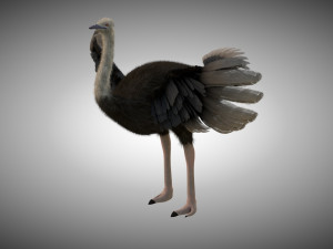 ostrich bird pbr rigged low poly Modèle 3D