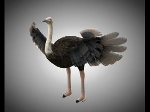 ostrich bird pbr rigged low poly Modèle 3D