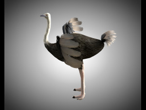 ostrich bird pbr rigged low poly Modèle 3D